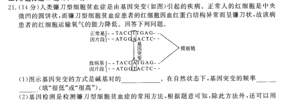 (14分)人类镰刀型细胞贫血症是由基因突变(如图)引起的疾病.