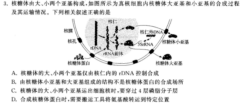 3.核糖体由大,小两个亚基构成,如图所示为真核细胞内核糖体大亚