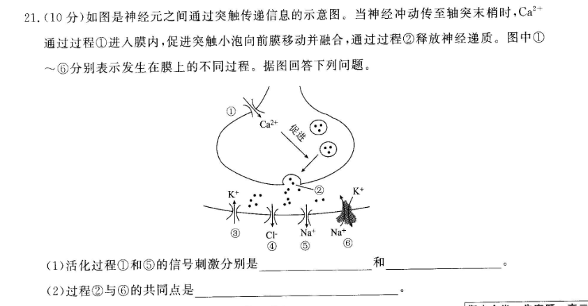 2110分如图是神经元之间通过突触传递信息的示意图当神