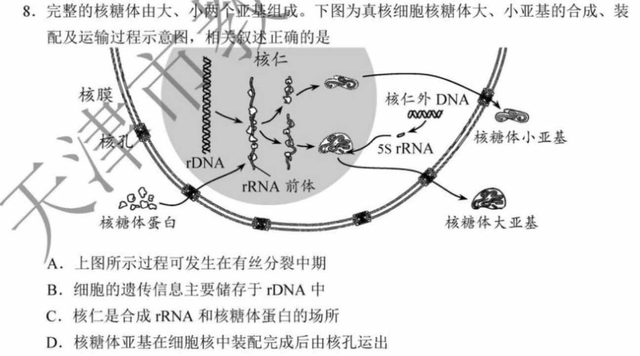 8完整的核糖体由大小两个亚基组成下图为真核细胞核糖体大