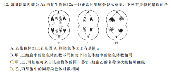 12如图是基因型为aa的某生物体2n4正常的细胞分裂示