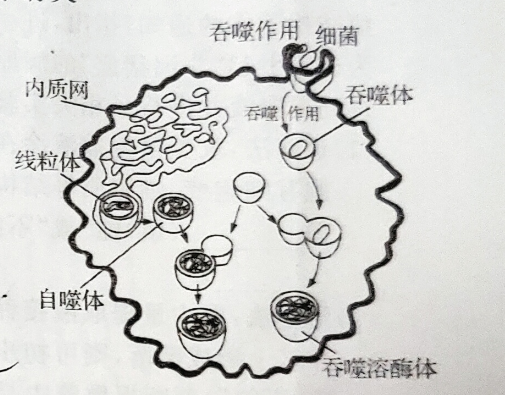 6溶酶体的主要功能是吞噬消化吞噬作用包括两种一种的体积