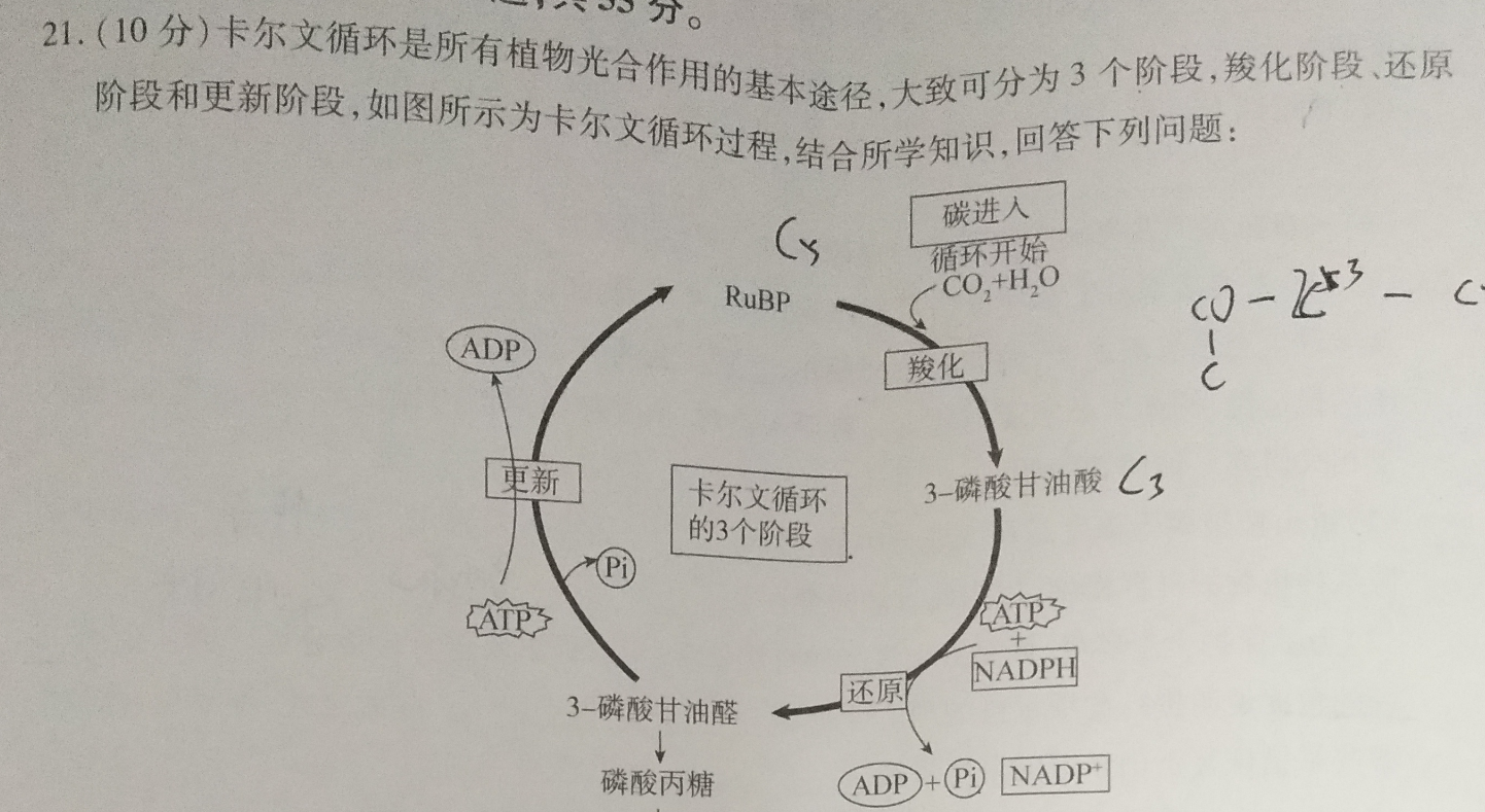 分.21.(10分)卡尔文循环是所有植物光合作用的基本途径,大