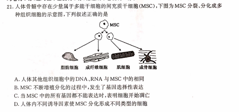 人体骨髓中存在少量属于多能干细胞的间充质干细胞(msc),下图为msc