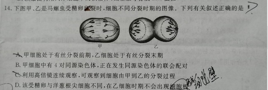 下图甲,乙是马蛔虫受精卵裂时,胞不同分裂时期的图像.