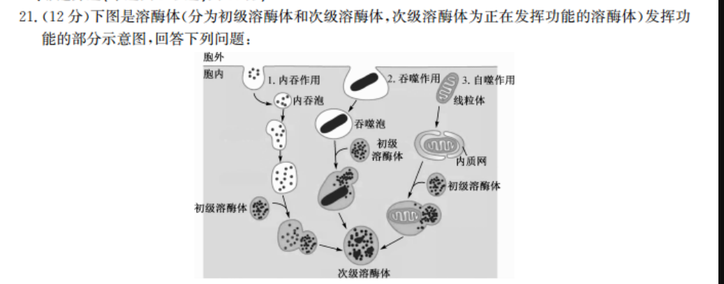 (12分)下图是溶酶体(分为初级溶酶体和次级溶酶体,次级溶酶体为正在