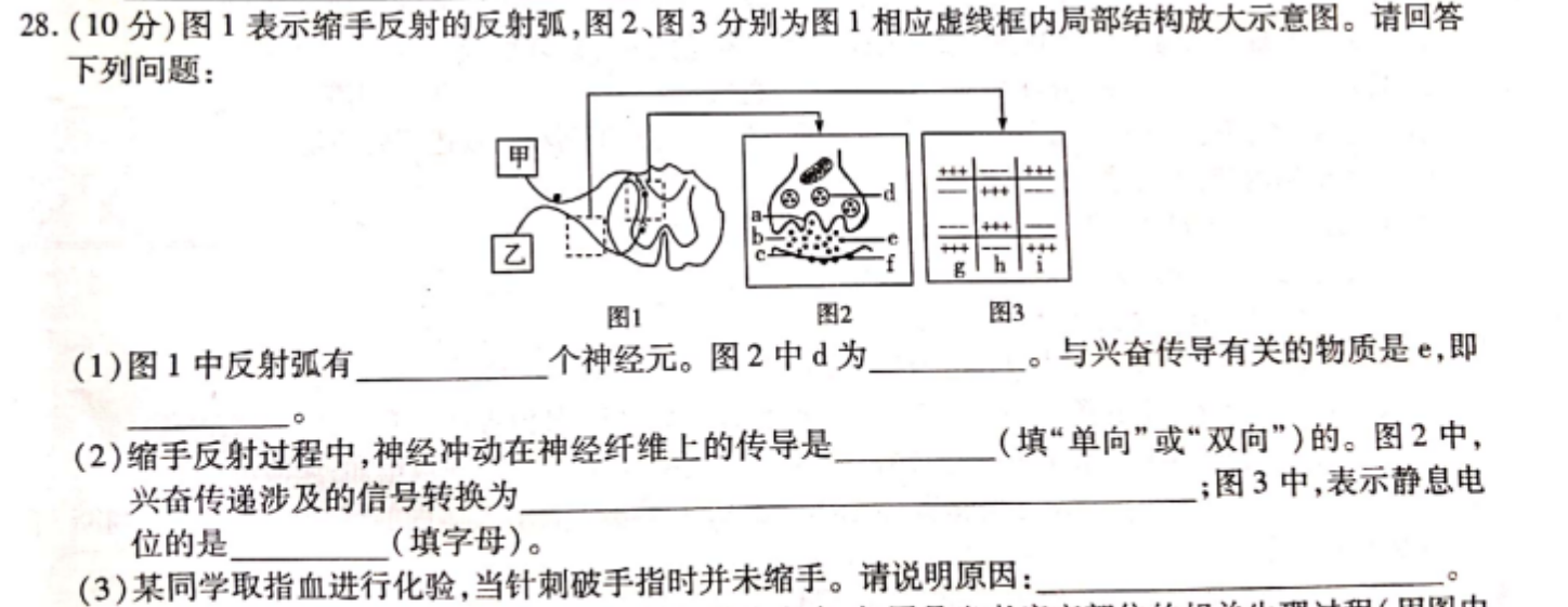 缩手反射的反射弧,图,图3分别为图1相应虚线框内局部结构放大示意图