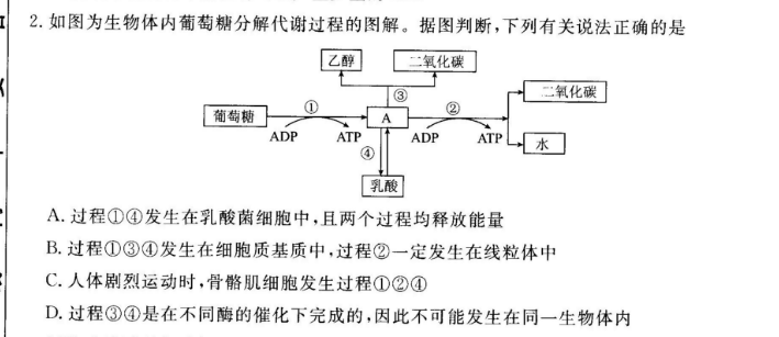 如图为生物体内葡萄糖分解代谢过程的图解.据图判断,下列有关