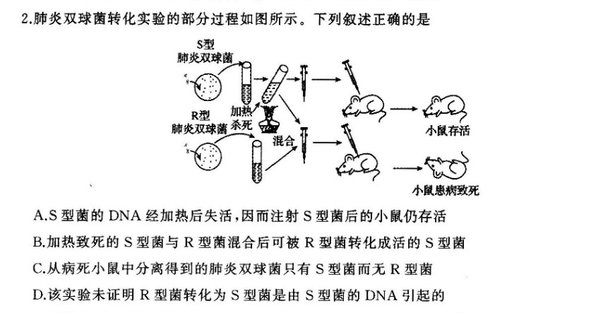 2肺炎双球菌转化实验的部分过程如图所示下列叙述正确的是s型