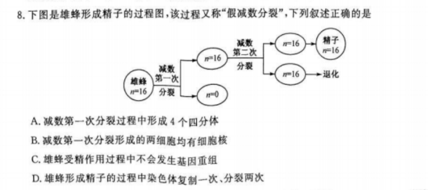 下图是雄蜂形成精子的过程图,该过程又称"假减数分裂",下列