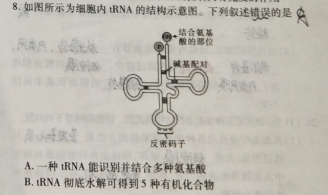 如图所示为细胞内trna的结构示意图.下列叙述错误的是结合