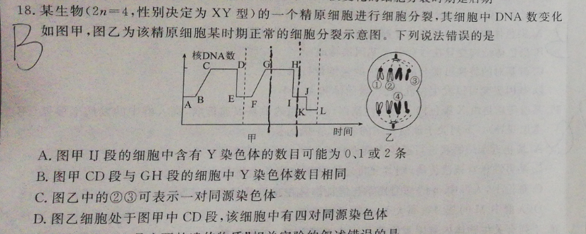 某生物(2n=4,性别决定为xy型)的一个精原细胞进行细