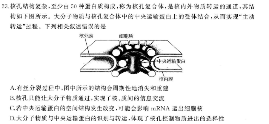 23核孔结构复杂,至少由50种蛋白质构成,称为核孔复合体,是核