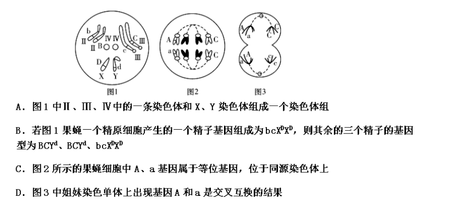 如图1是果蝇体细胞示意图,图2,3是果蝇细胞中部分染色体在细胞
