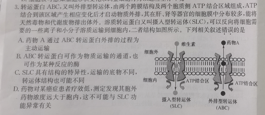 转运蛋白abc,又叫外排型转运体,由两个跨膜结构及两个胞质