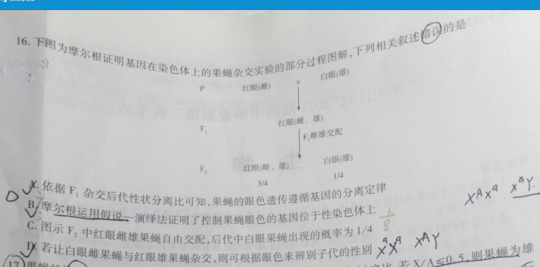 下图为摩尔根证明基因在染色体上的果蝇杂交实验的部分过程图解,下列
