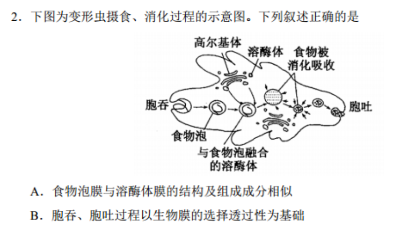 下图为变形虫摄食,消化过程的示意图.下列叙述正确的是高尔基