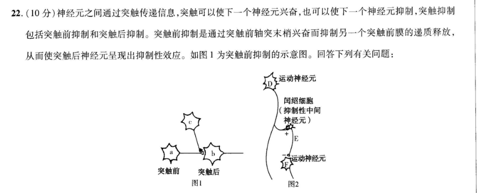 突触传递信息,突触可以使下一个神经元兴奋,也可以使下一个神经元抑制