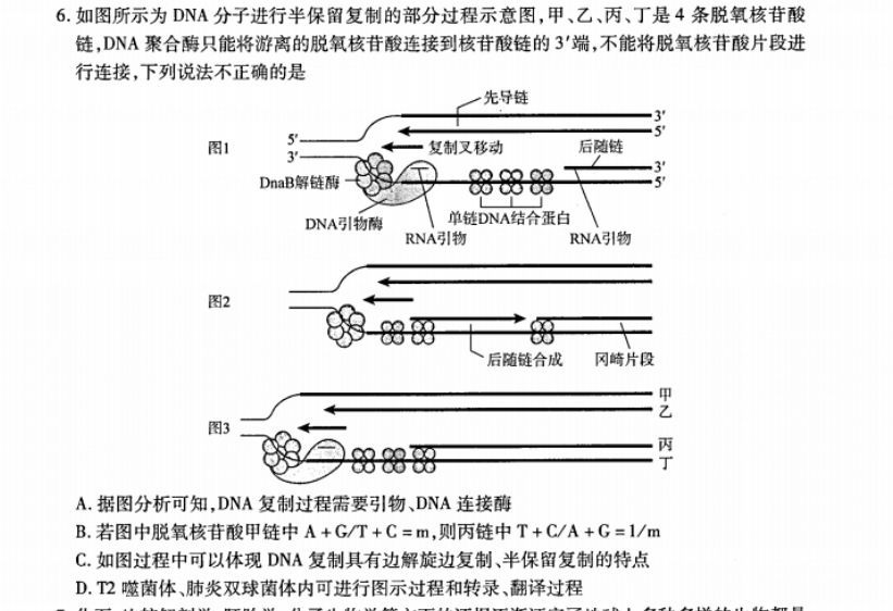 6如图所示为dna分子进行半保留复制的部分过程示意图,甲,乙