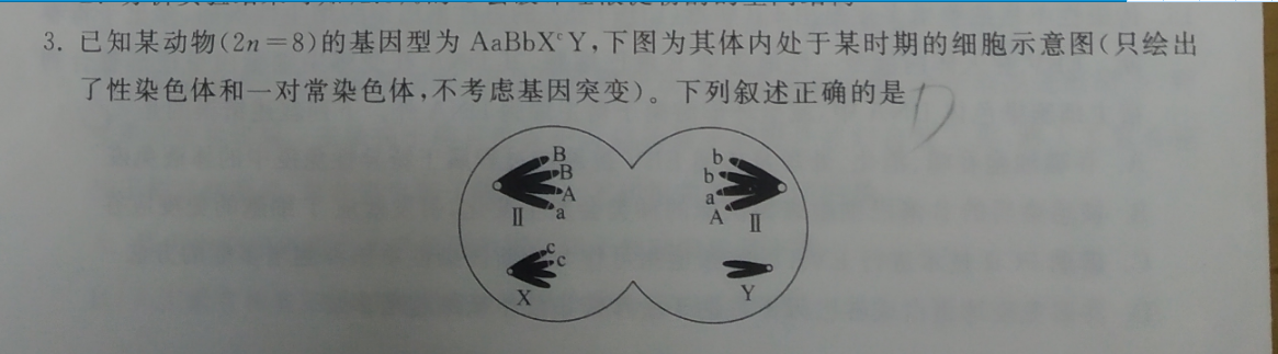 已知某动物(2n=8)的基因型为 aabbxy,下图为其体