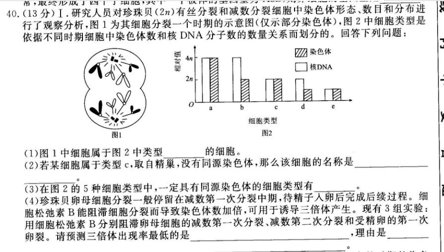 研究人员对珍珠贝(2n)有丝分裂和减数分裂细胞中染色体形态,数目和
